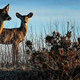 Deer graze along the dunes at Robert Moses State Park in Babylon, NY.